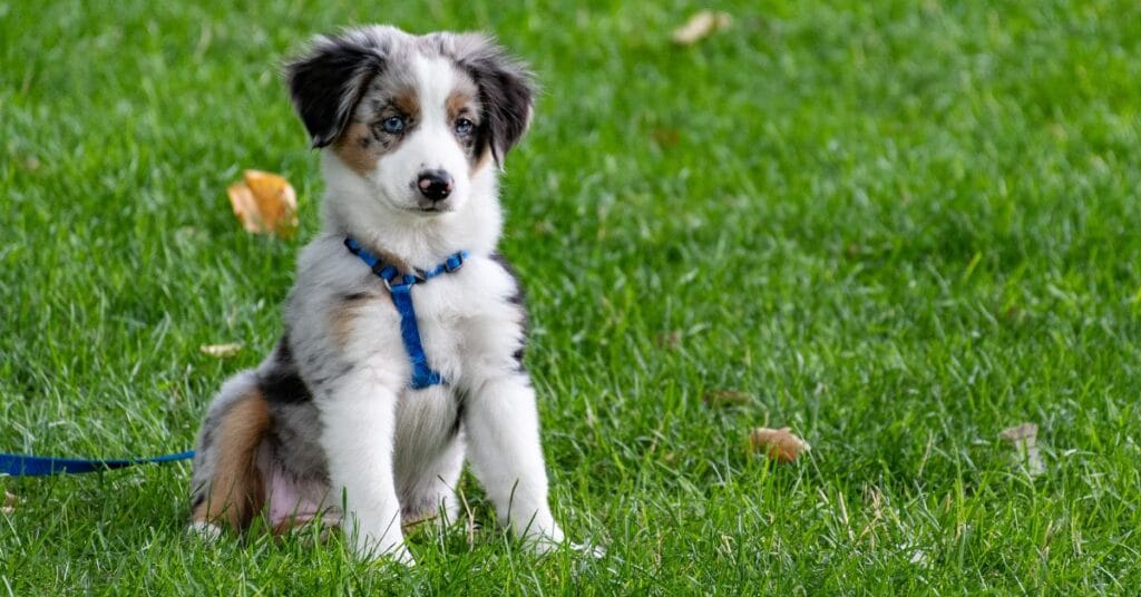 Cute puppy sitting on green grass with leash