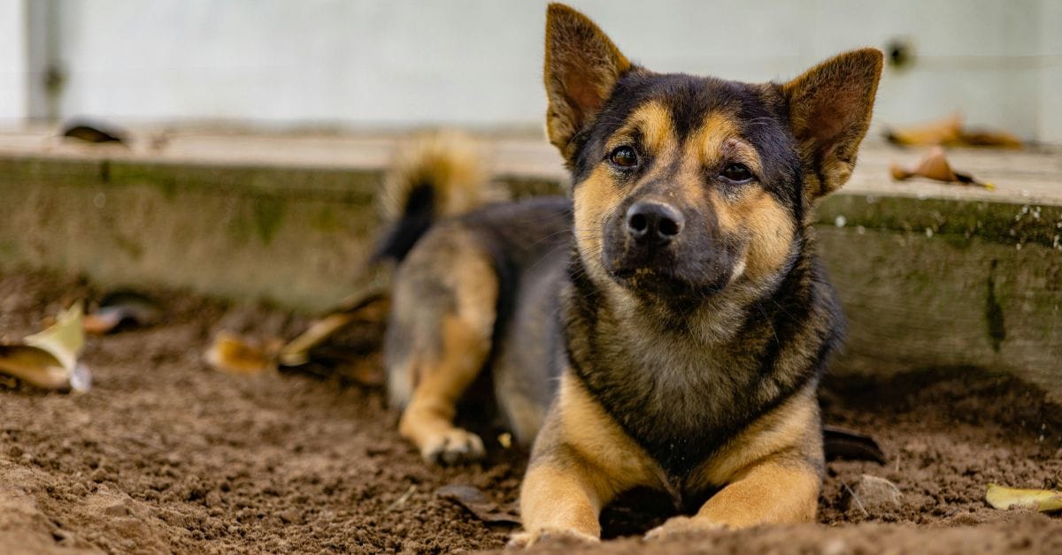 Top smartest dog breeds including Border Collie, Poodle and German Shepherd