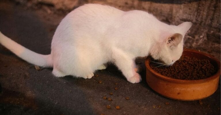 what to feed a sick cat