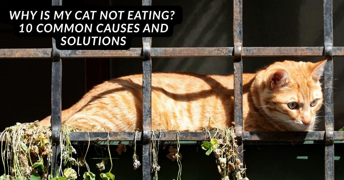 Cat not eating