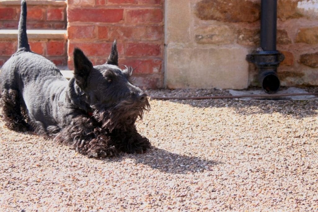 Scottish Terrier