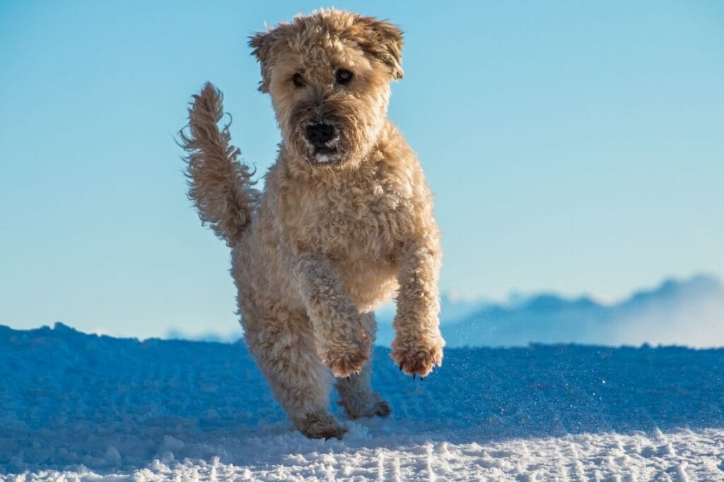 Soft Coated Wheaten Terrier