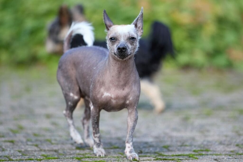 Xoloitzcuintli (Miniature)