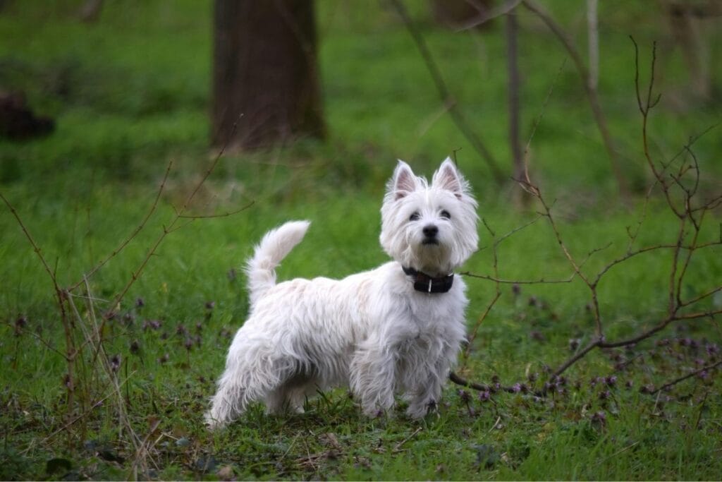 West Highland Terrier
