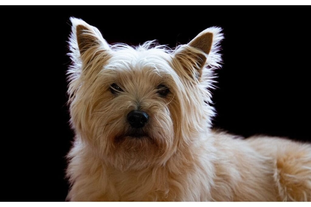 Cairn Terrier