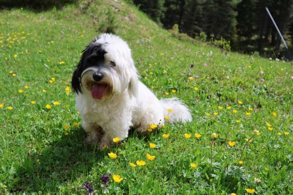 Coton de Tulear