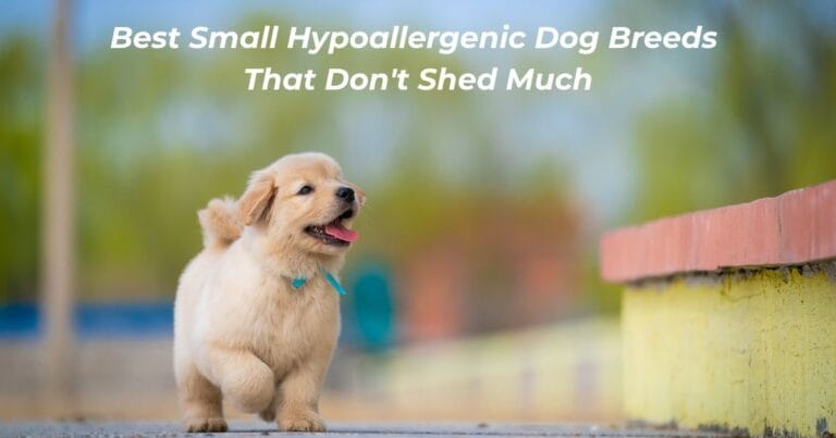 20 Small Hypoallergenic Dog Breeds That Don't Shed Much