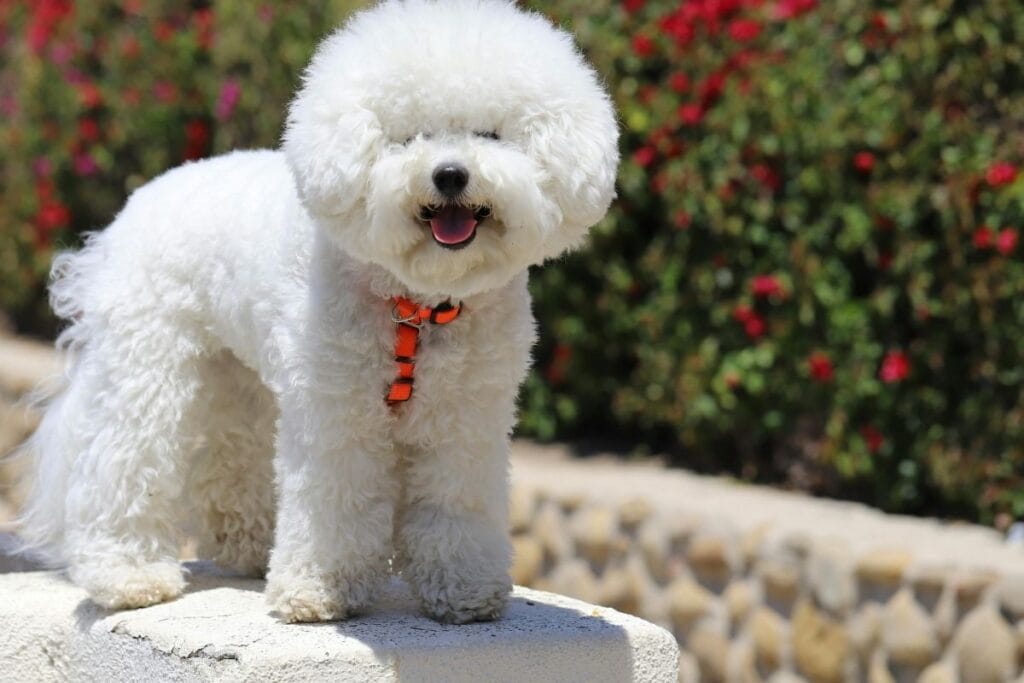 Bichon Frise