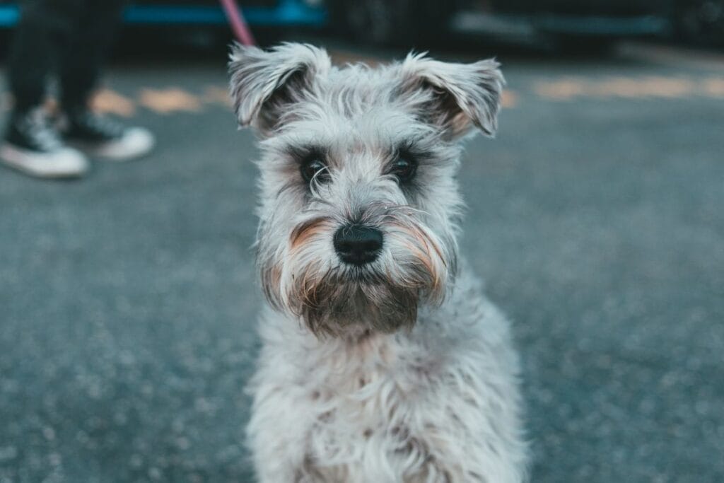 Miniature Schnauzer