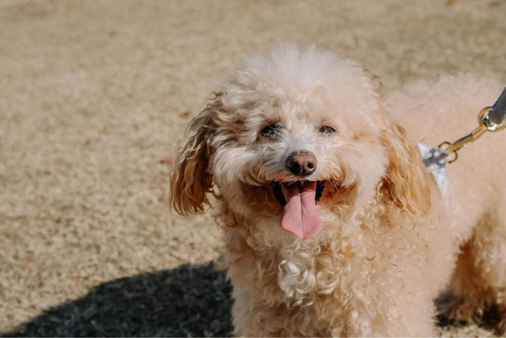 Poodle (Miniature and Toy)