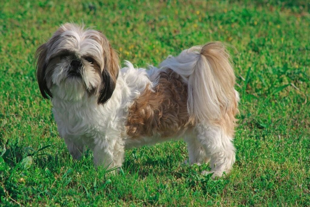 Shih Tzu