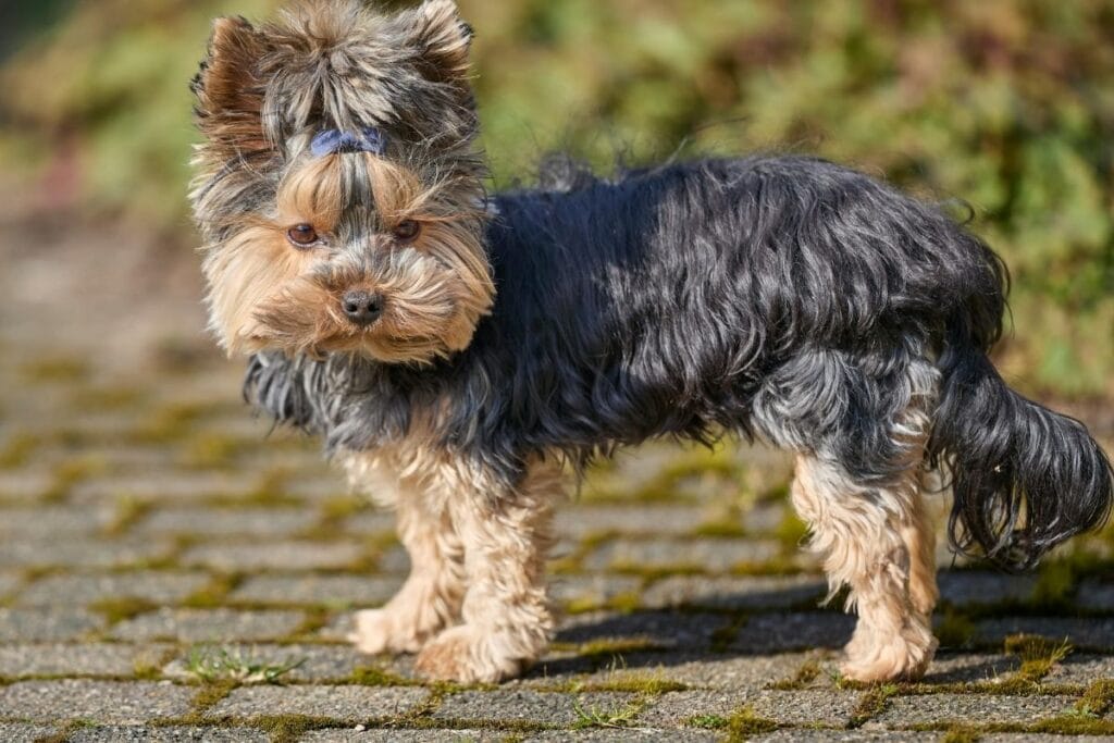 Yorkshire Terrier