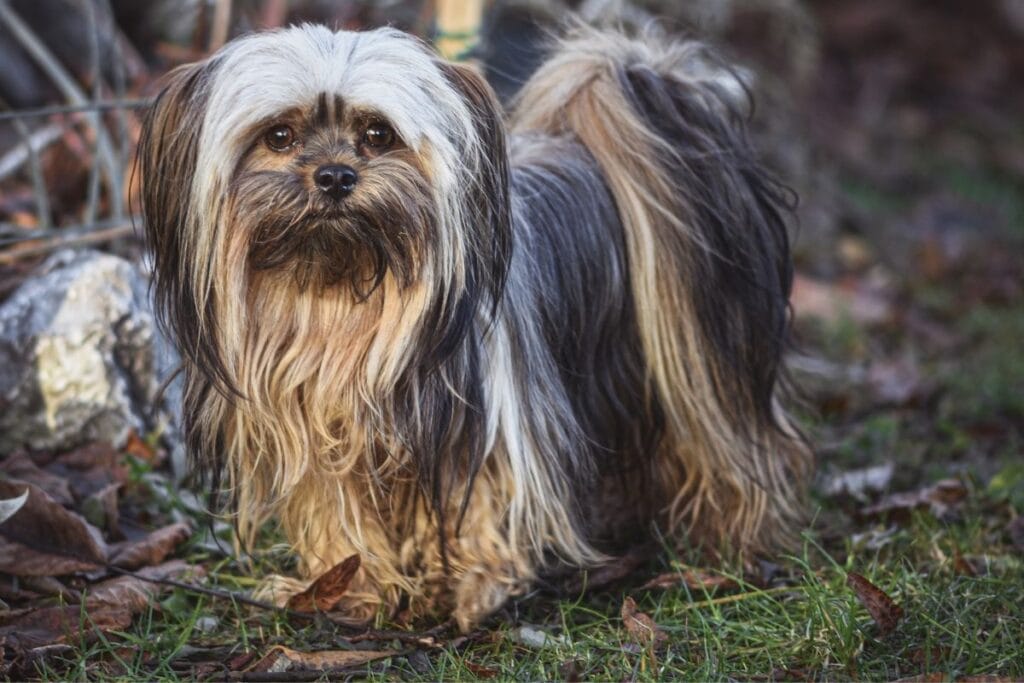 Lhasa Apso
