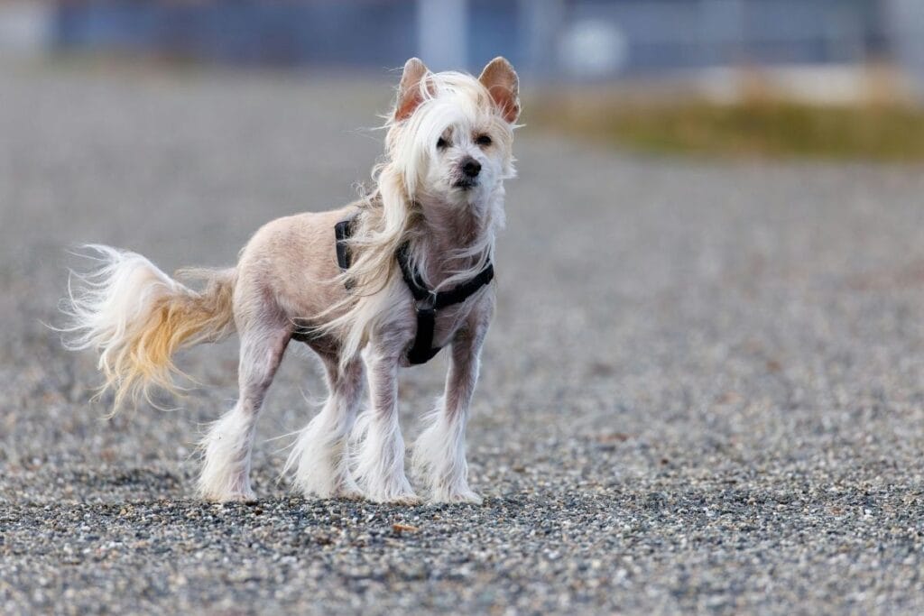 Chinese Crested
