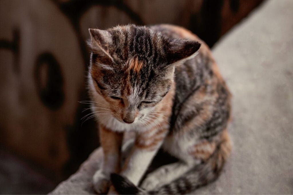 Decreased Energy Levels