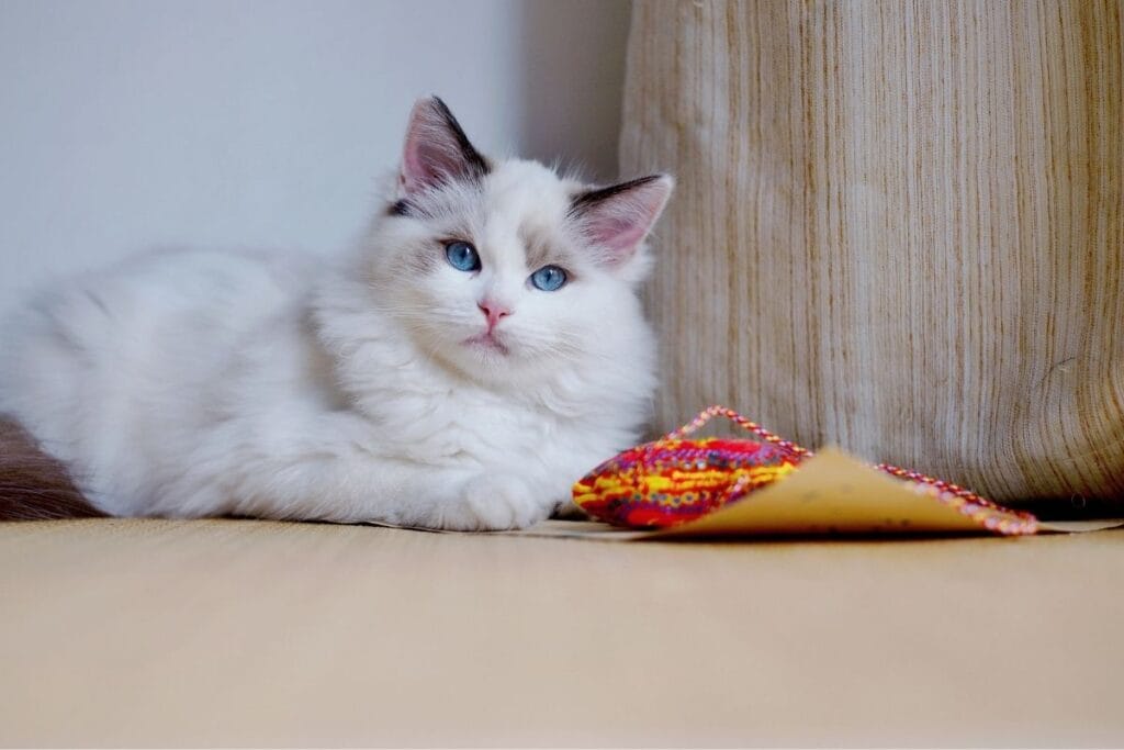 Excessive Grooming as a Response to Stress