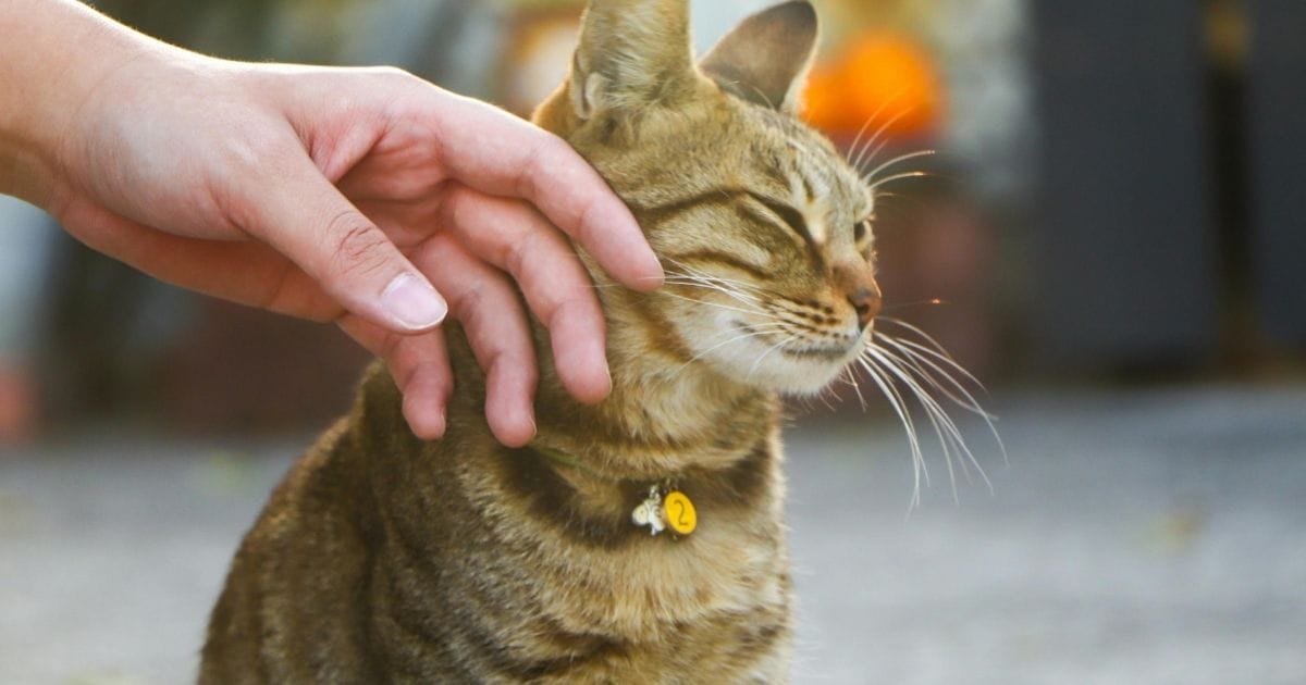 8 Signs Your Cat Is Stressed (And How to Help)