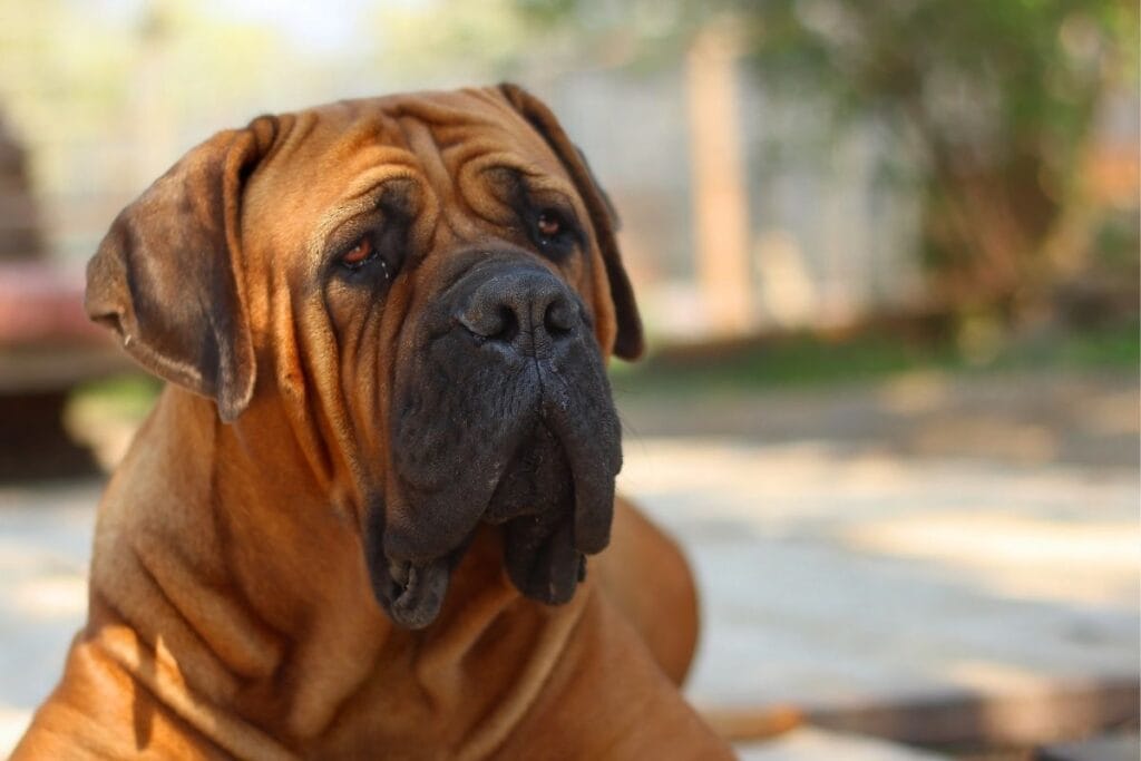 Boerboel Grooming