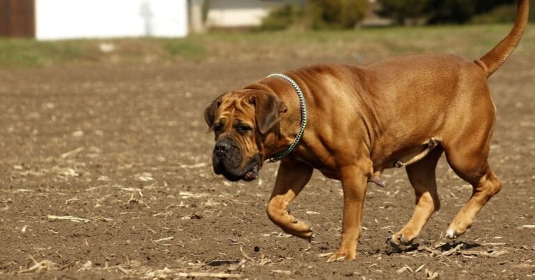 Boerboel Dog Breed Information Ultimate Guide