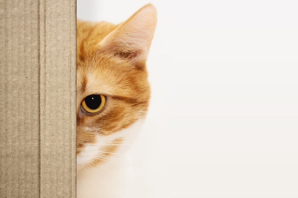 How to Support Your Anxious or Scared Cat