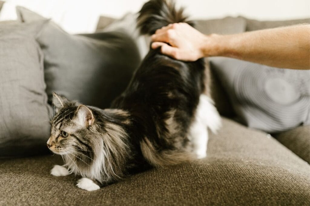 Modifying Cat Behavior to Alleviate Anxiety