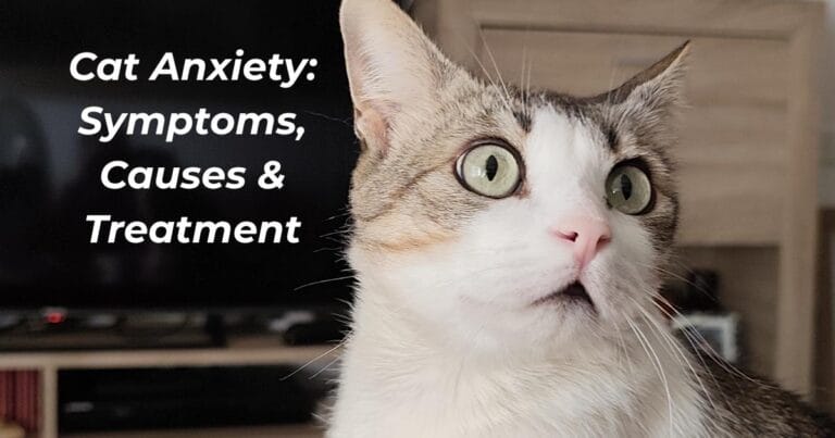 Cat Anxiety Symptoms, Causes & Treatment