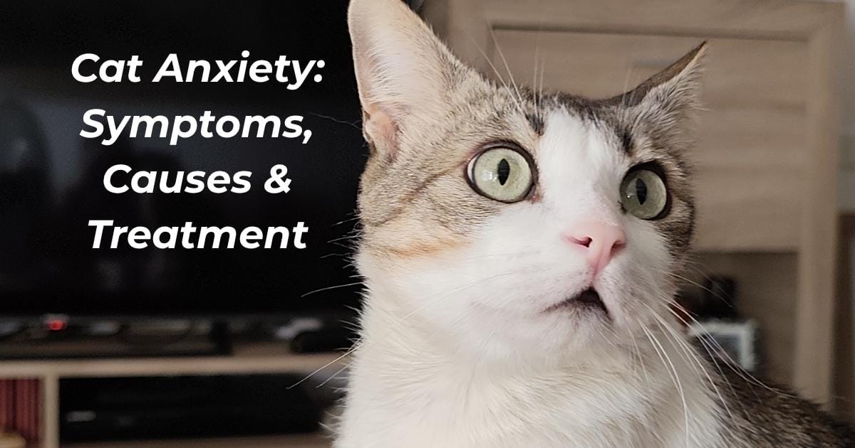 Cat Anxiety Symptoms, Causes & Treatment