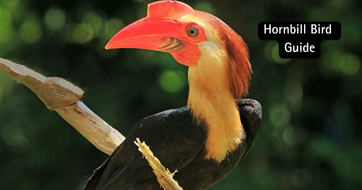 Hornbill Bird Guide Amazing Facts & Behavior
