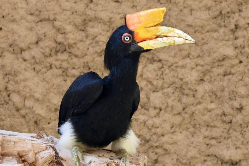 Distribution and Habitat