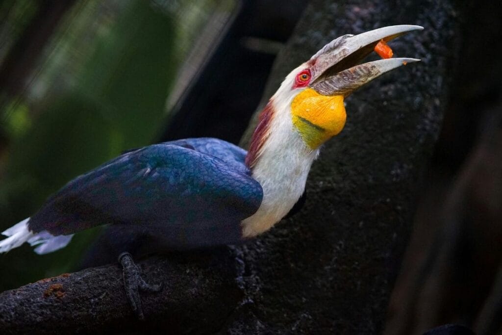 Taxonomy and Classification of Hornbills