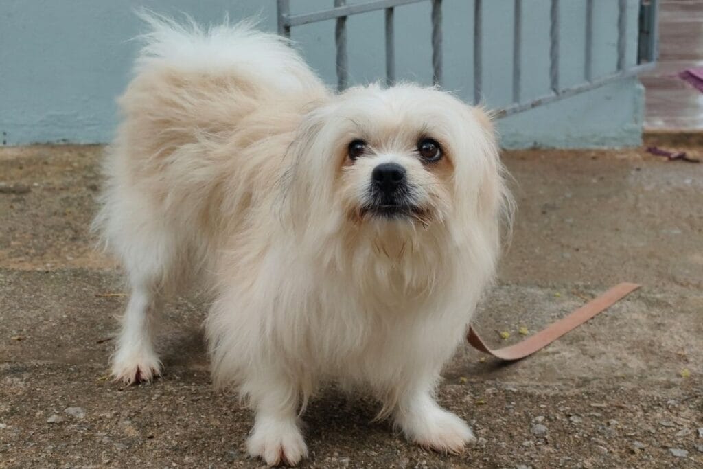  How Dog Insurance Works?