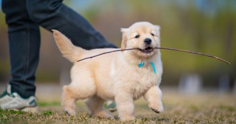 How Does Dog Insurance Work