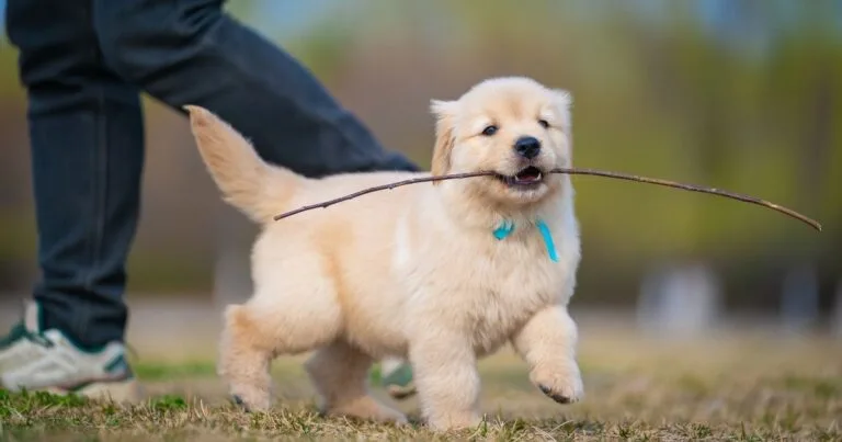 Is Dog Insurance Worth It? Complete Guide
