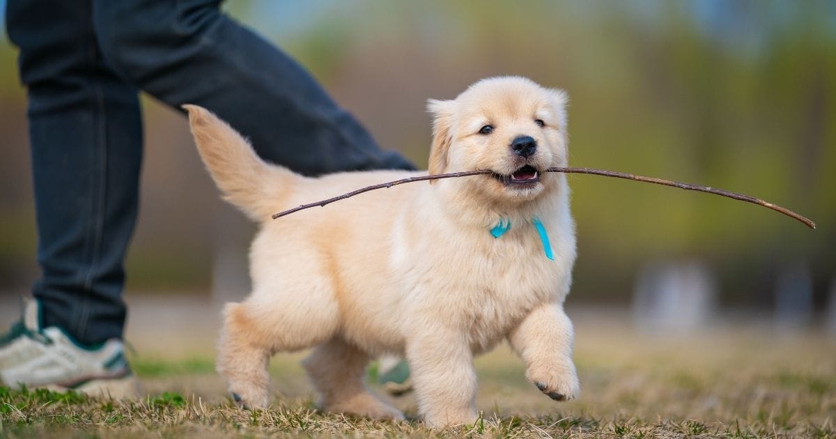 How Does Dog Insurance Work