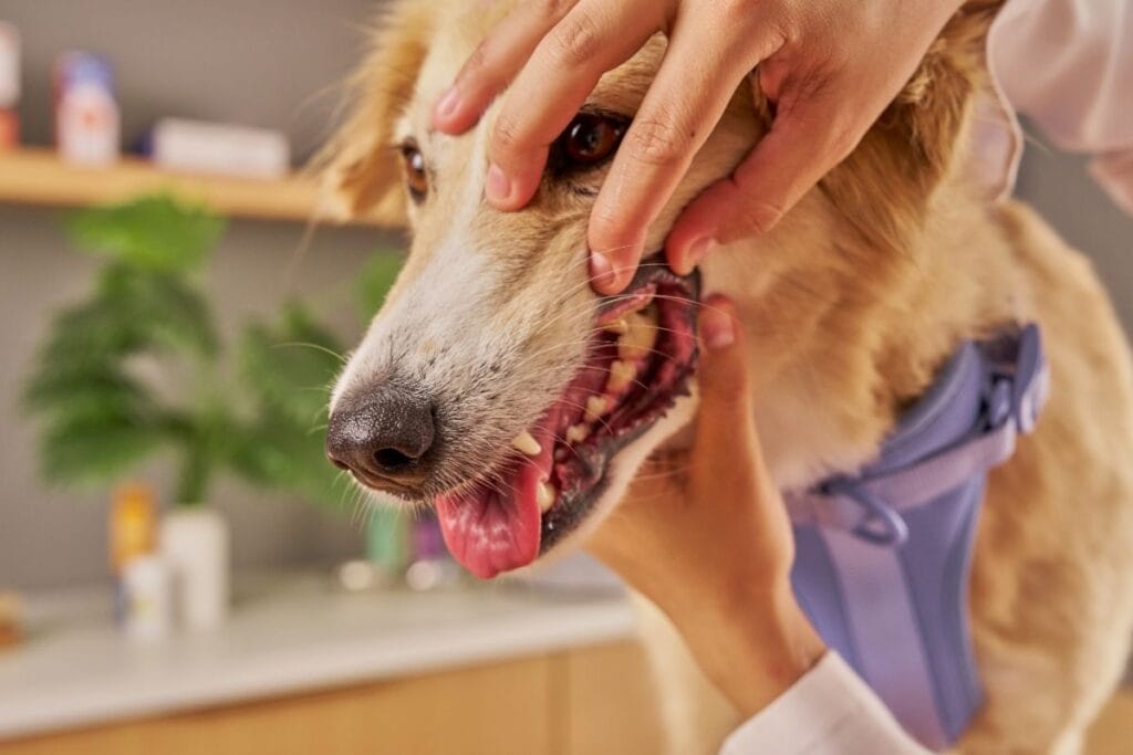 Is Dog Dental Cleaning Covered by Insurance?