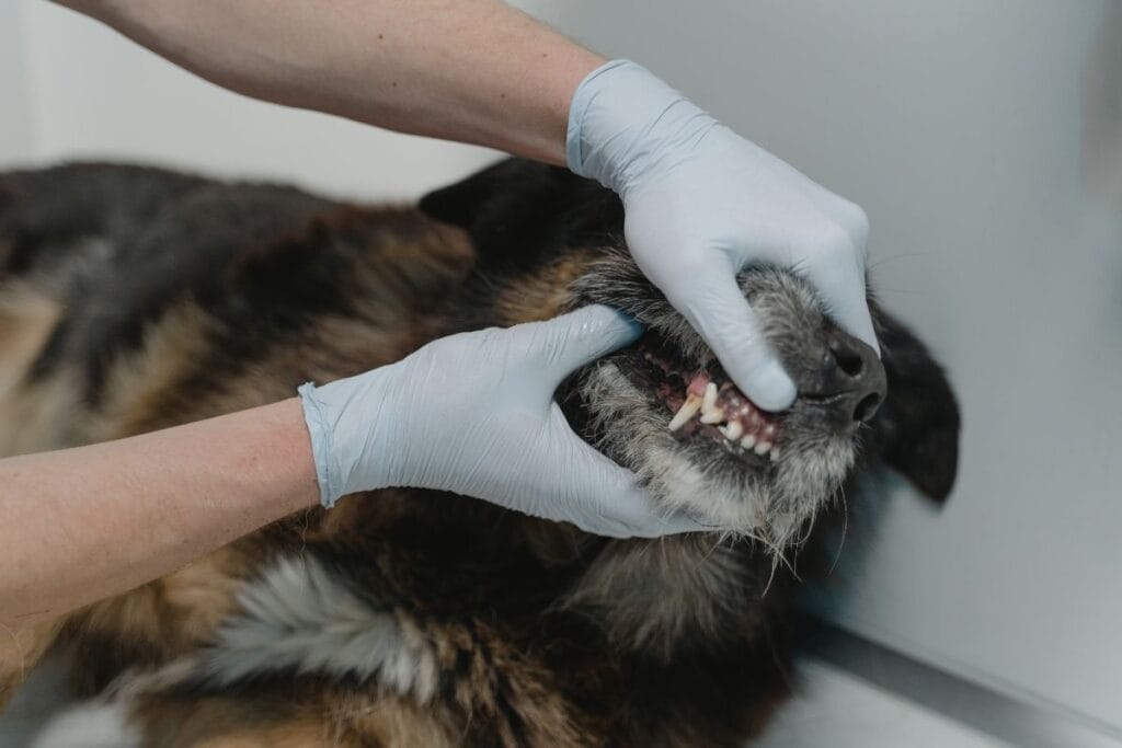 What’s Covered in the Price of Dog Teeth Cleaning?