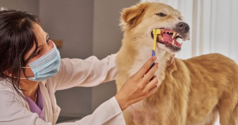 How Much Does a Dog Teeth Cleaning Cost?