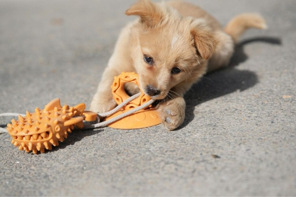 Puppy Play Biting Behavior