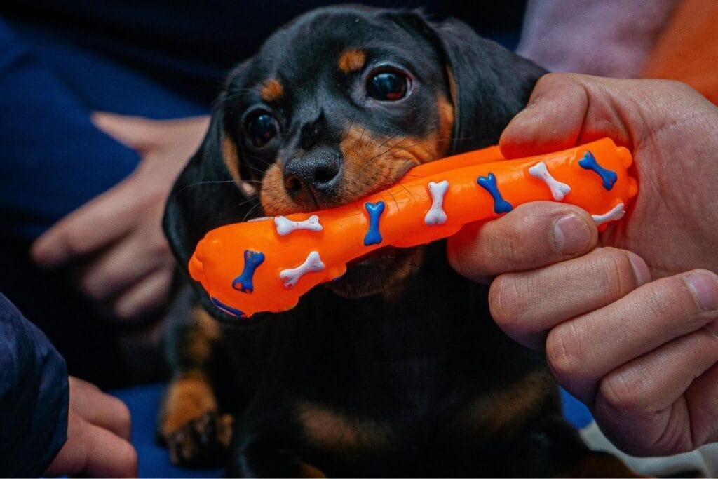 Puppy chewing on an orange teething toy to stop biting.