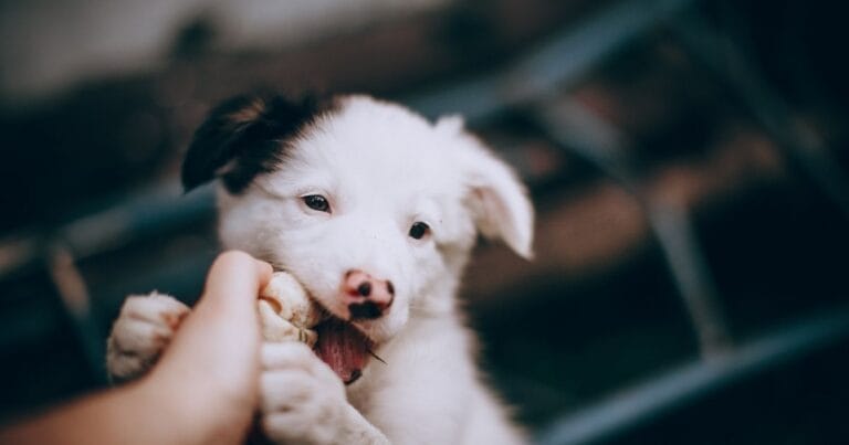 How to Stop a Puppy from Biting