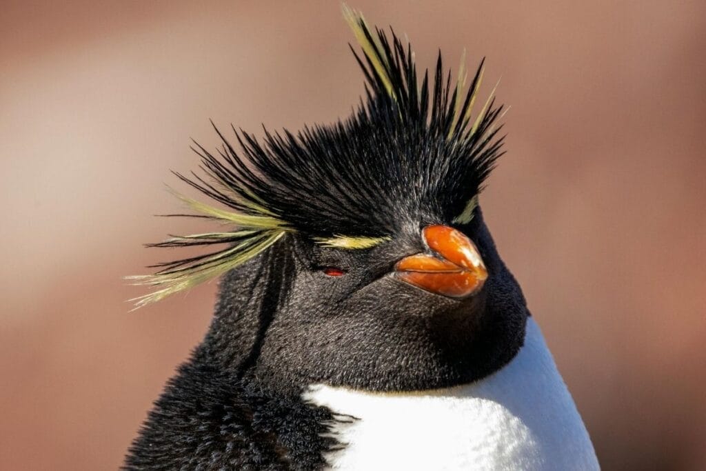 Physical Characteristics of Macaroni Penguins