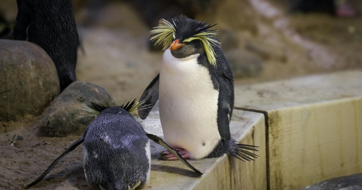 Macaroni Penguin Amazing Facts, Habitat, Diet & Behavior