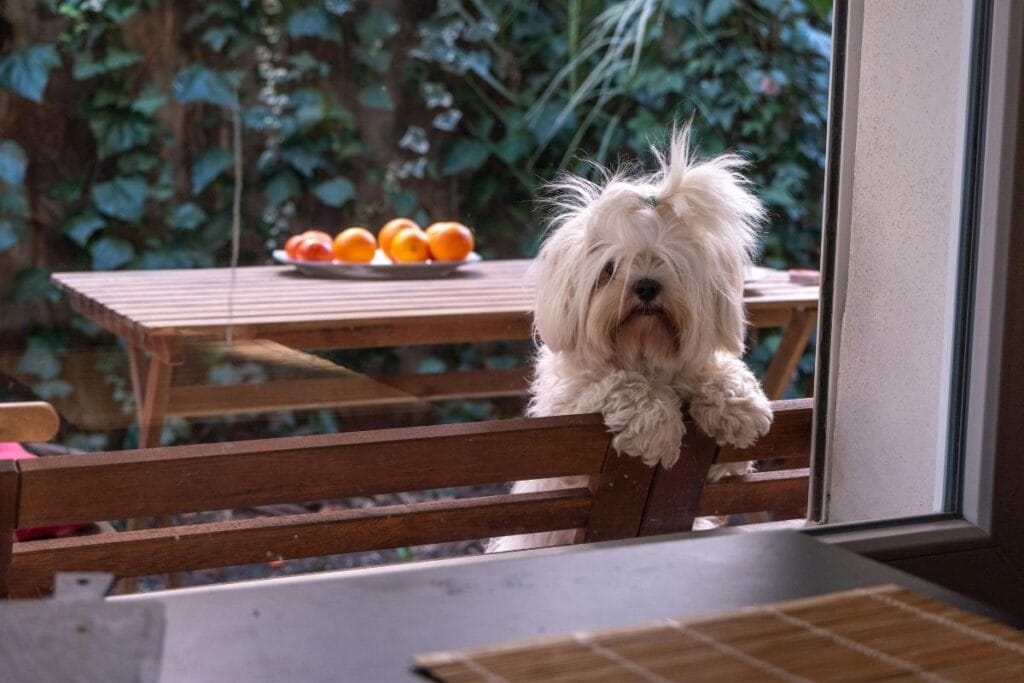 Maltese Dog Personality and Temperament