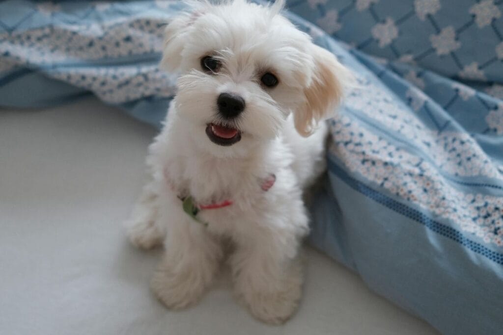 Feeding Guidelines for the Maltese Dog Breed