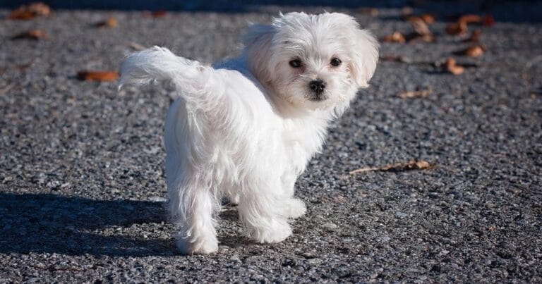 Maltese Dog Breed Health And Care Guide