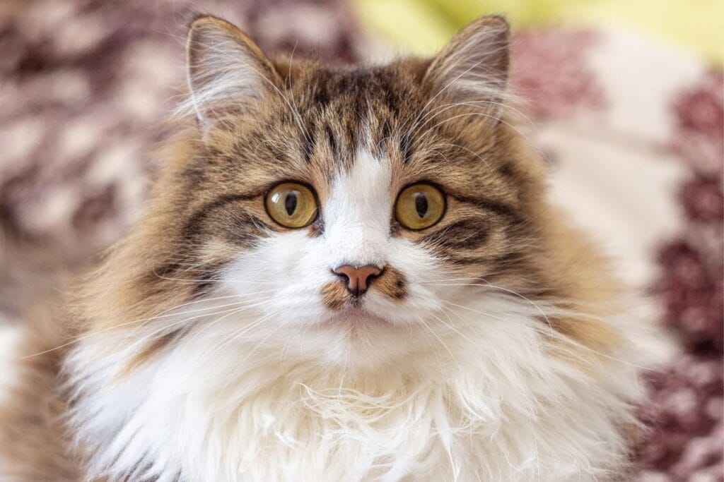Persian Cat Characteristics
