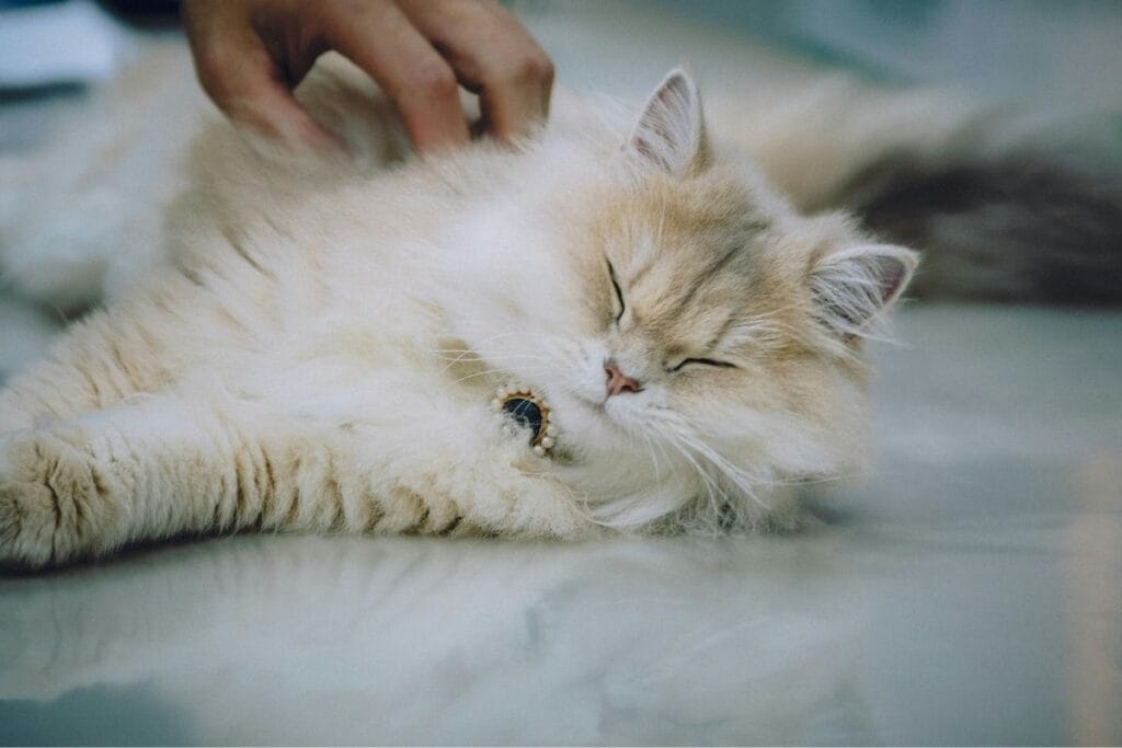 Caring for Persian Cats