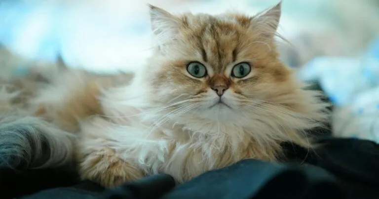Persian Cat Breed Profile Characteristics & Care Guide