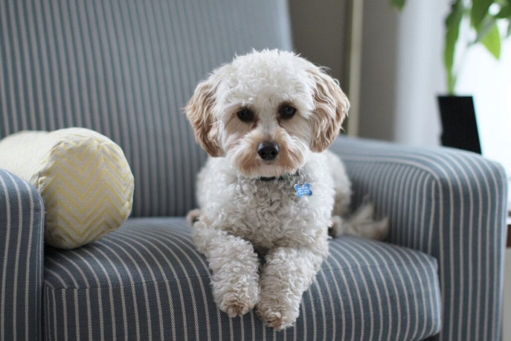 Should You Get Insurance for Your Puppy?