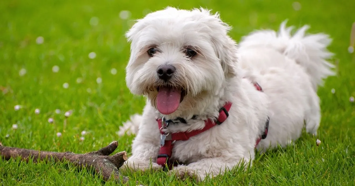 20 Best Small Hypoallergenic Dog Breeds (2026 Guide)